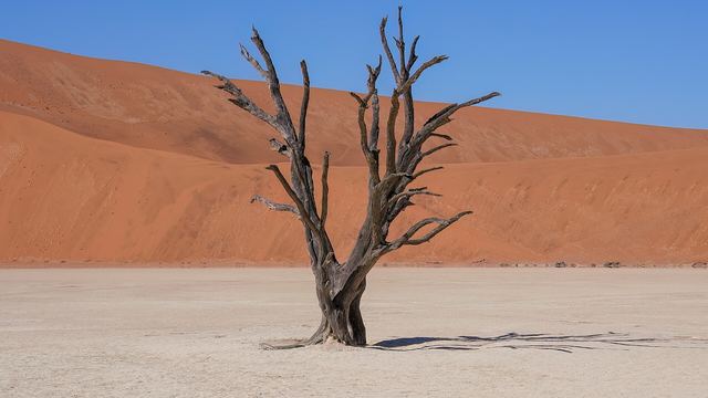Dode kameeldoornboom in Deadvlei voor de rode duinen van Sossusvlei