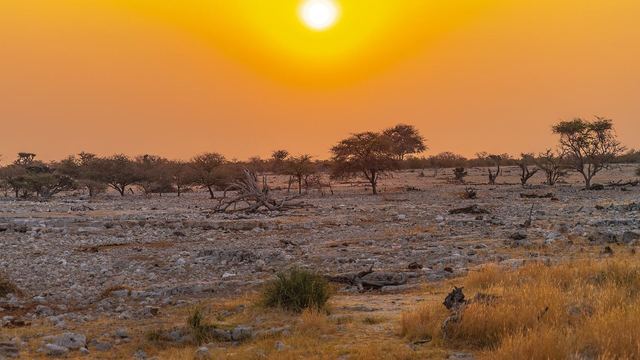 Wijdse savanne met giraffen in het Etosha nationaal park