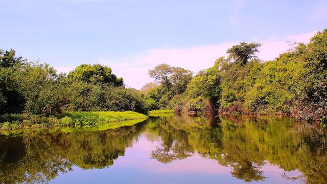 Een rivier met weerspiegeling van bomen in de Pantanal