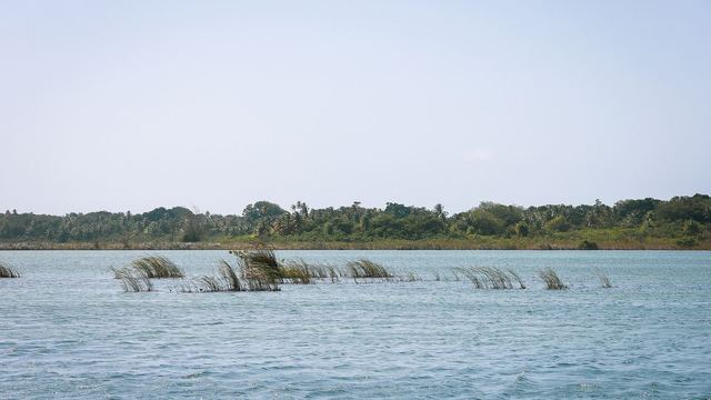 Water en groene oevers van de lagune van Tortuguero