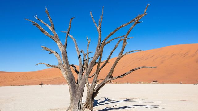 Dead camelthorn trees on the white clay pan of Deadvlei
