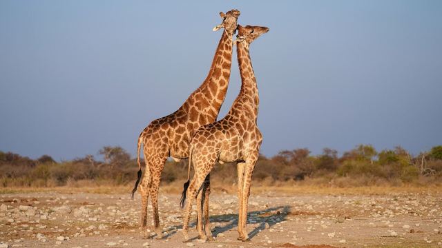 Twee giraffen bij zonsondergang in het Etosha nationaal park