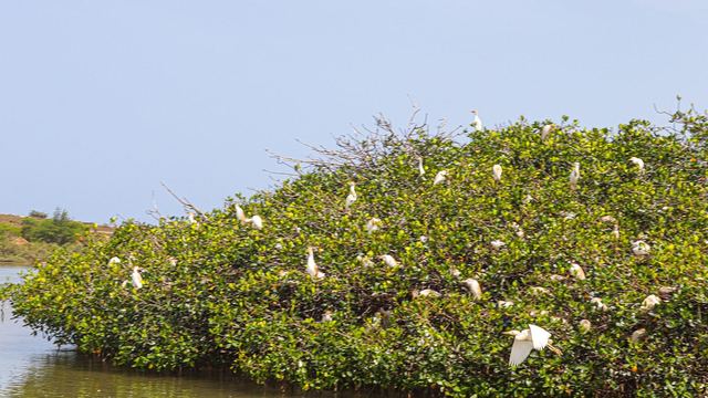 Witte vogels op de mangroves in de lagune van Somone