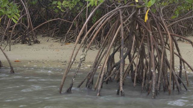 Mangrovebomen langs het water in de Sine Saloum delta