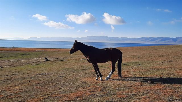 Paarden grazen op de hoogvlakte bij het Song-Kul meer