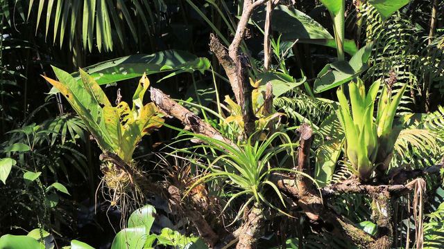 Bromelia's en dicht groen in het regenwoud van Costa Rica
