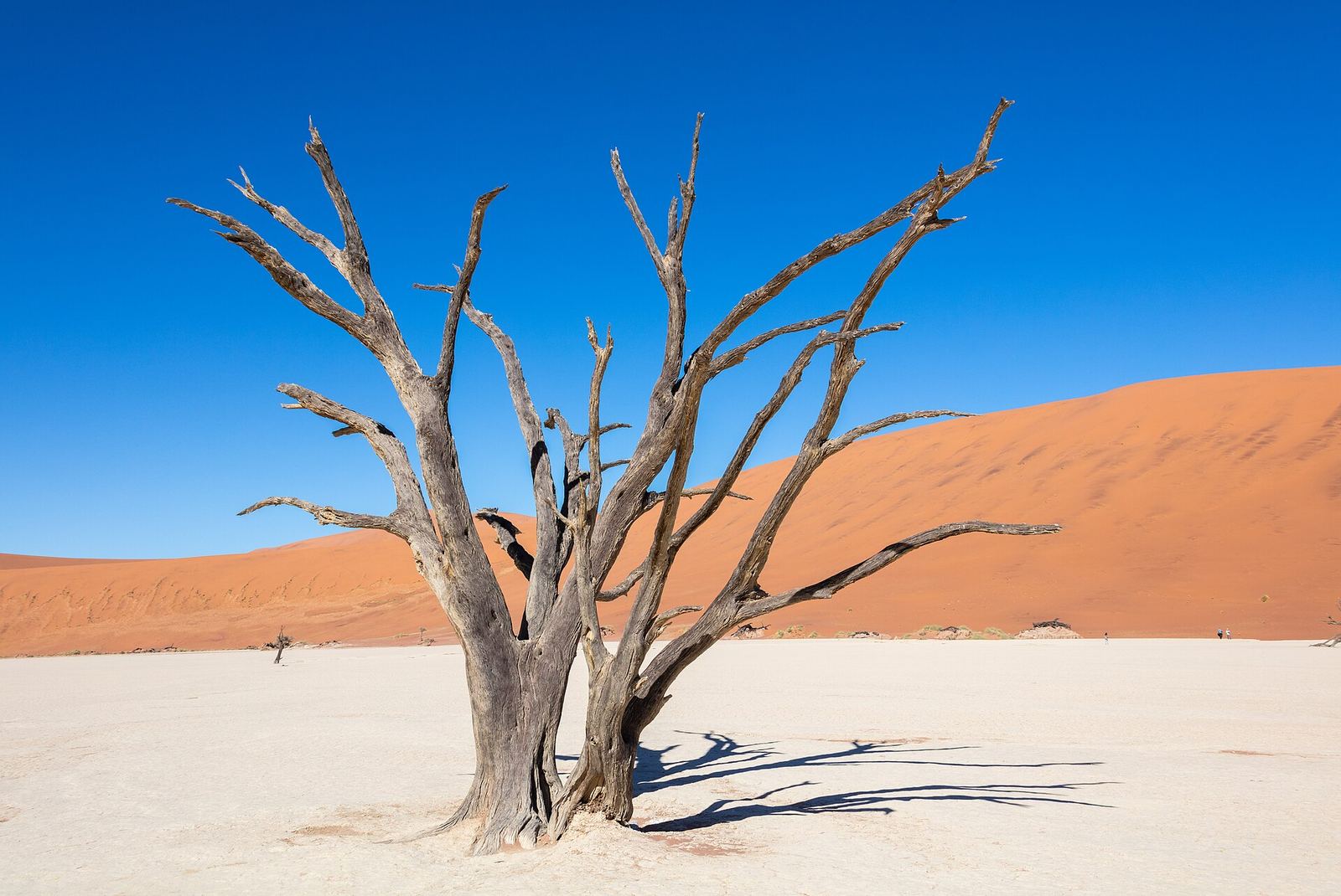 Dead camelthorn trees on the white clay pan of Deadvlei
