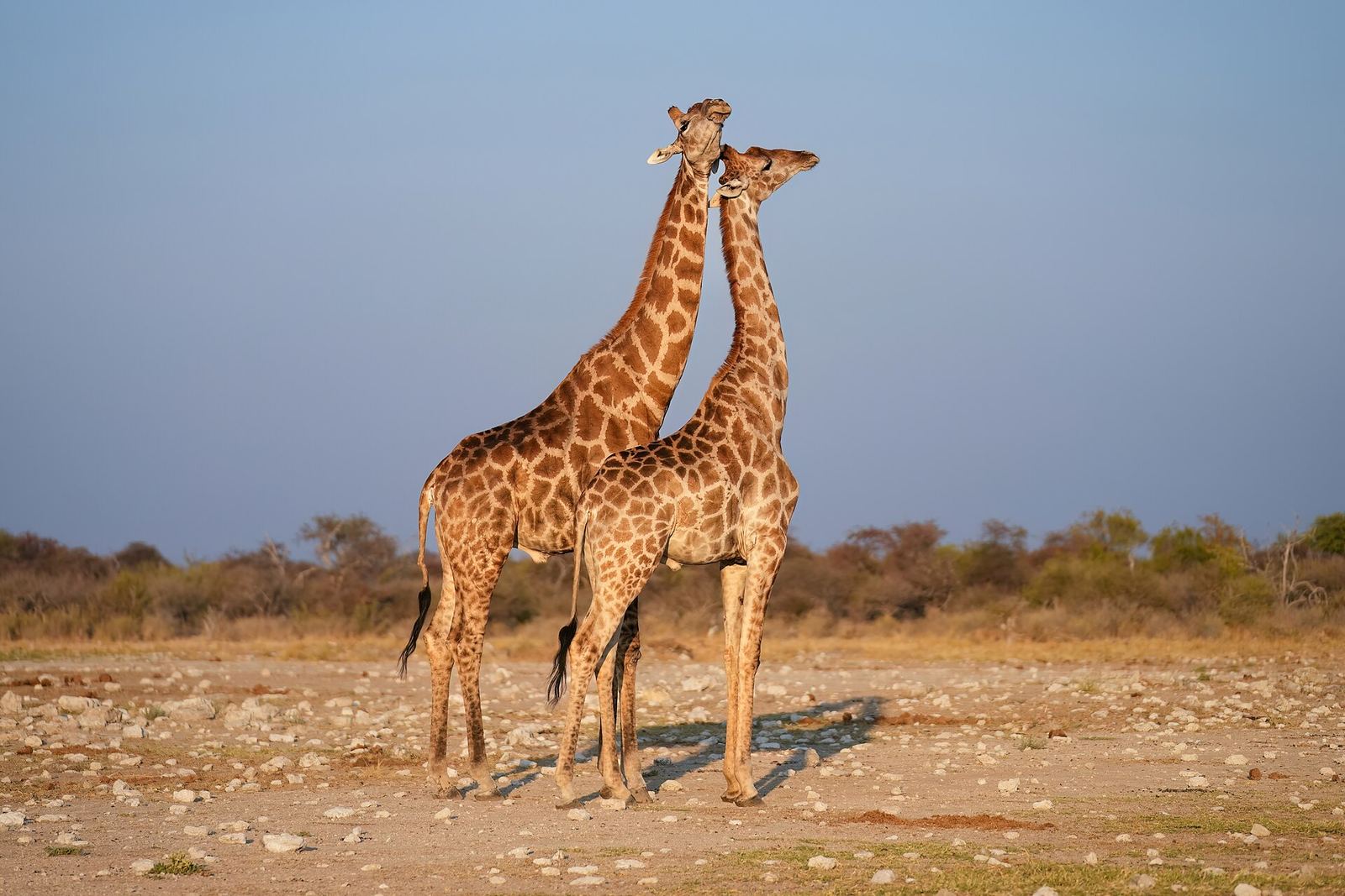 Two giraffes at sunset in Etosha national park