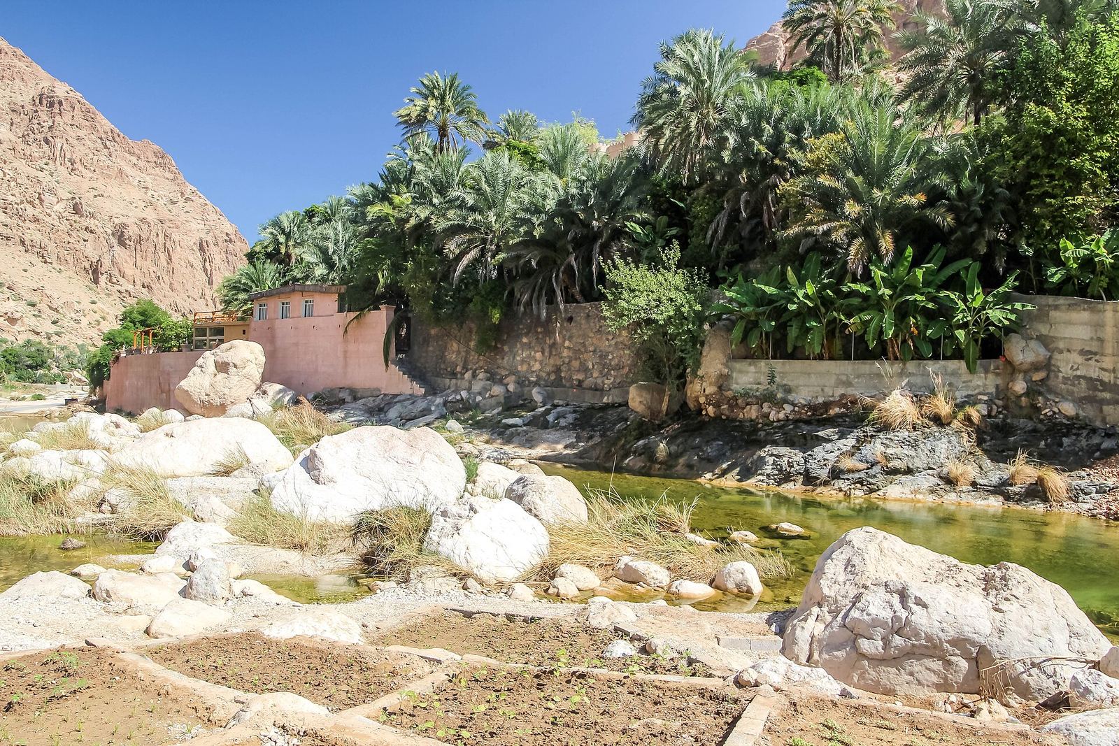 Date palms and water in the Wadi Tiwi gorge