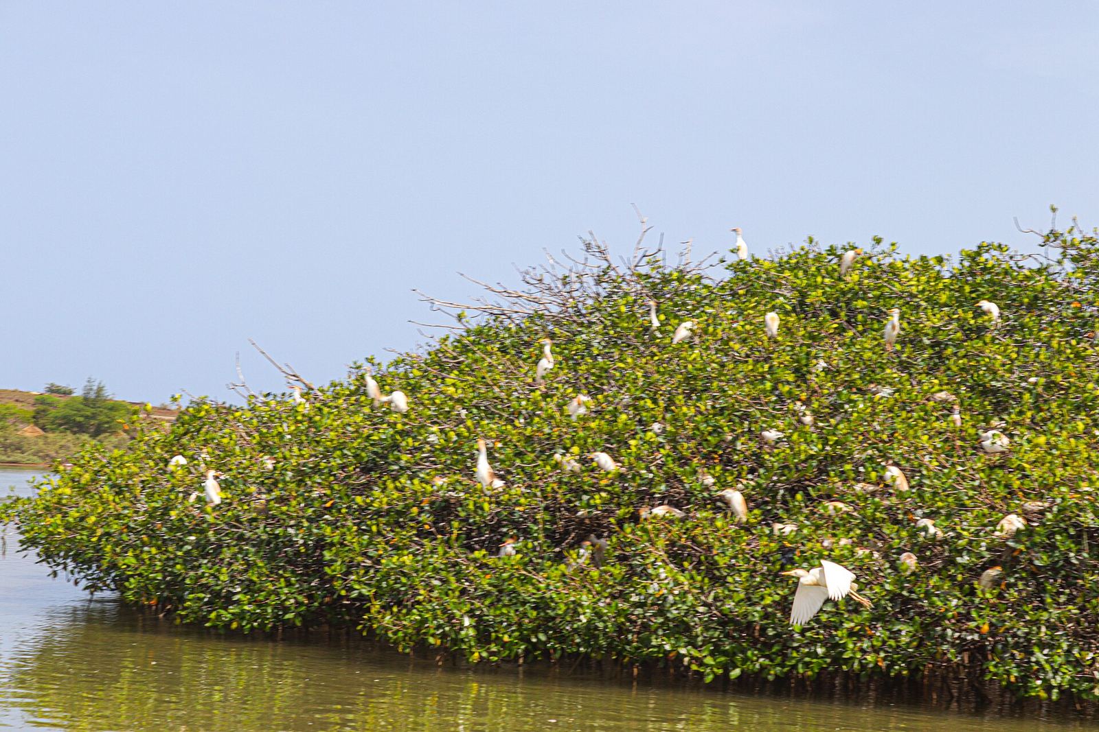 Witte vogels op de mangroves in de lagune van Somone