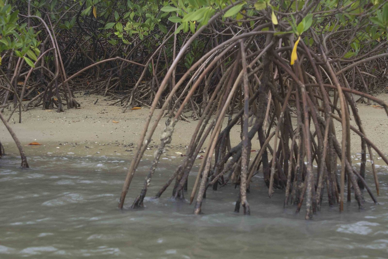 Mangrovebomen langs het water in de Sine Saloum delta