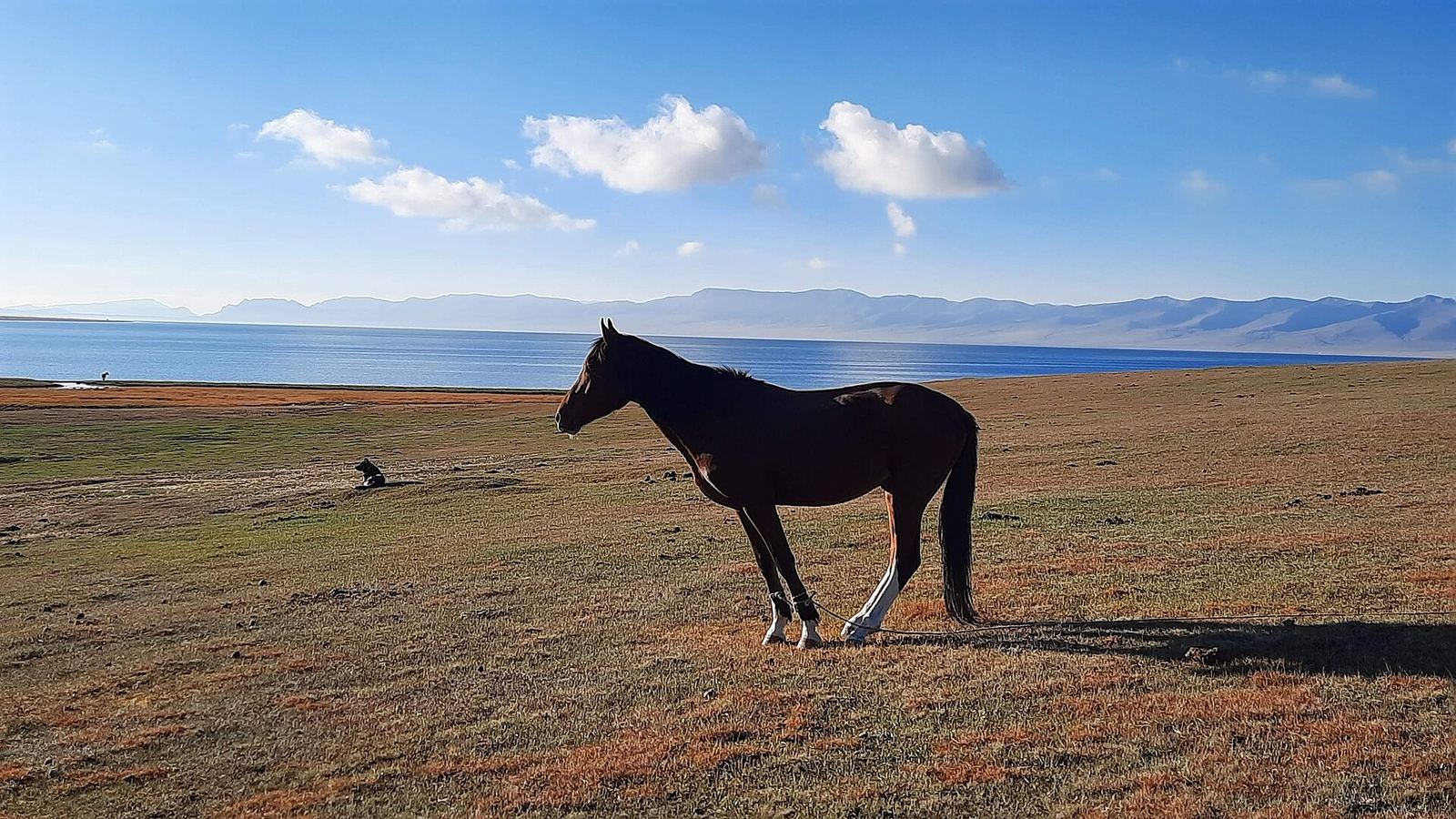 Paarden grazen op de hoogvlakte bij het Song-Kul meer