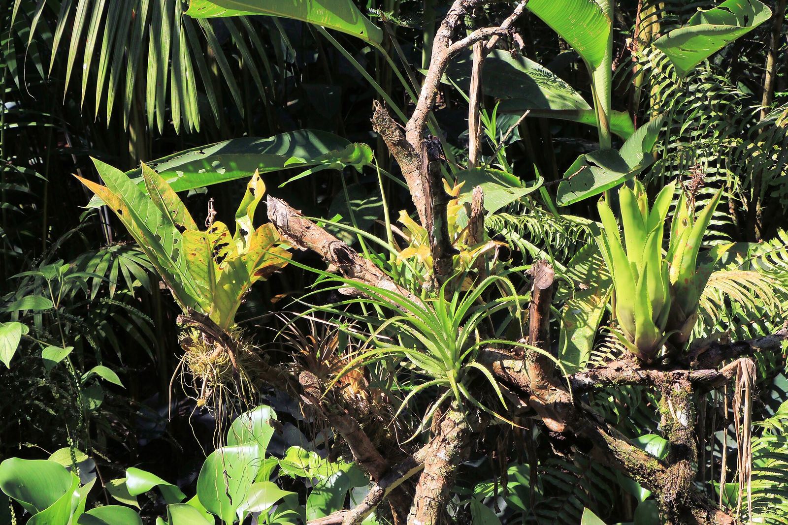Bromelia's en dicht groen in het regenwoud van Costa Rica