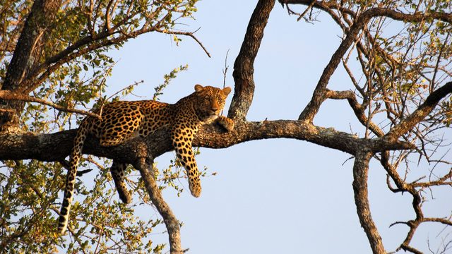 Luipaard ligt languit op een tak in het warme avondlicht, met de poten naar beneden, Kruger National Park