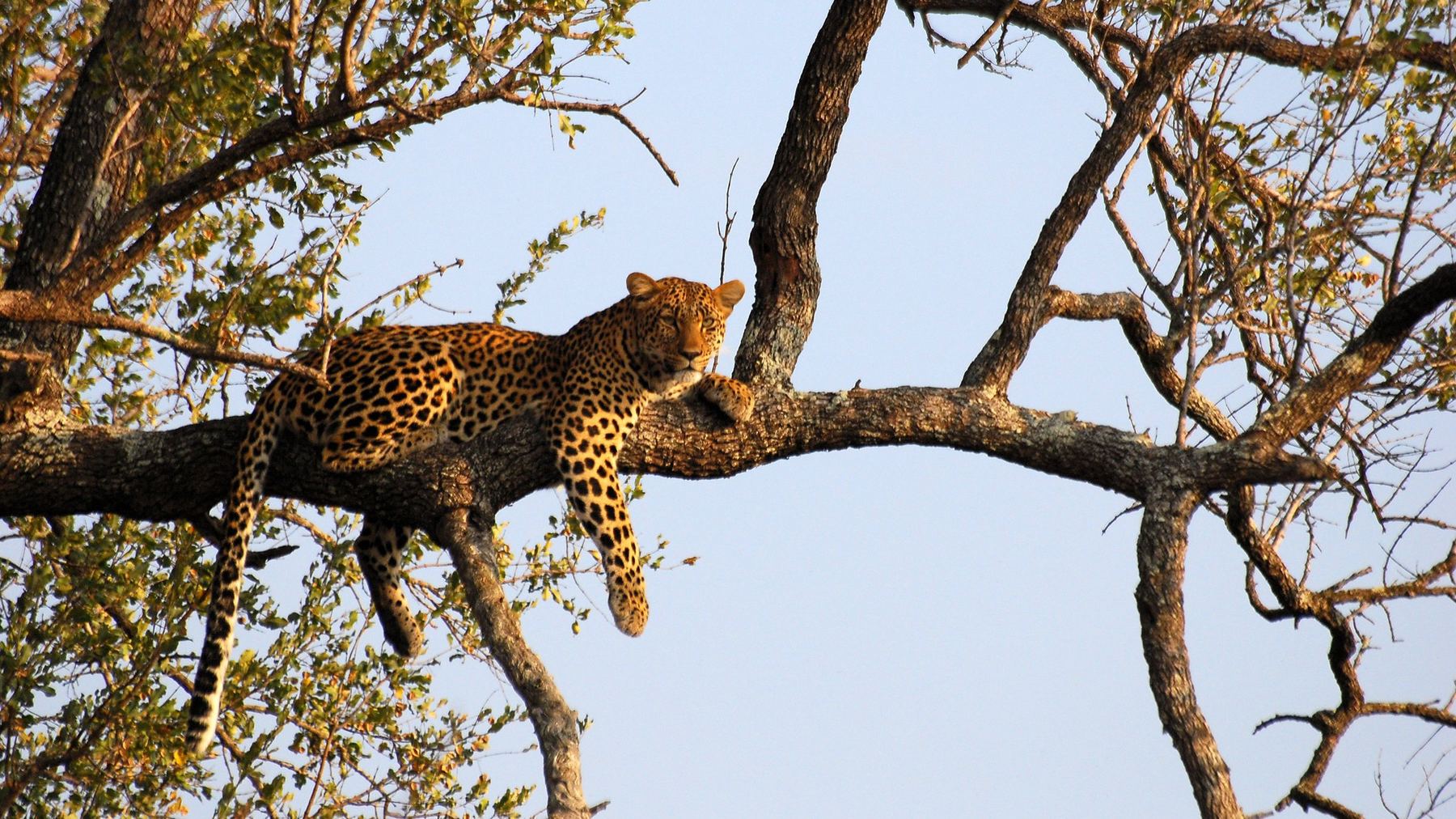 Luipaard ligt languit op een tak in het warme avondlicht, met de poten naar beneden, Kruger National Park